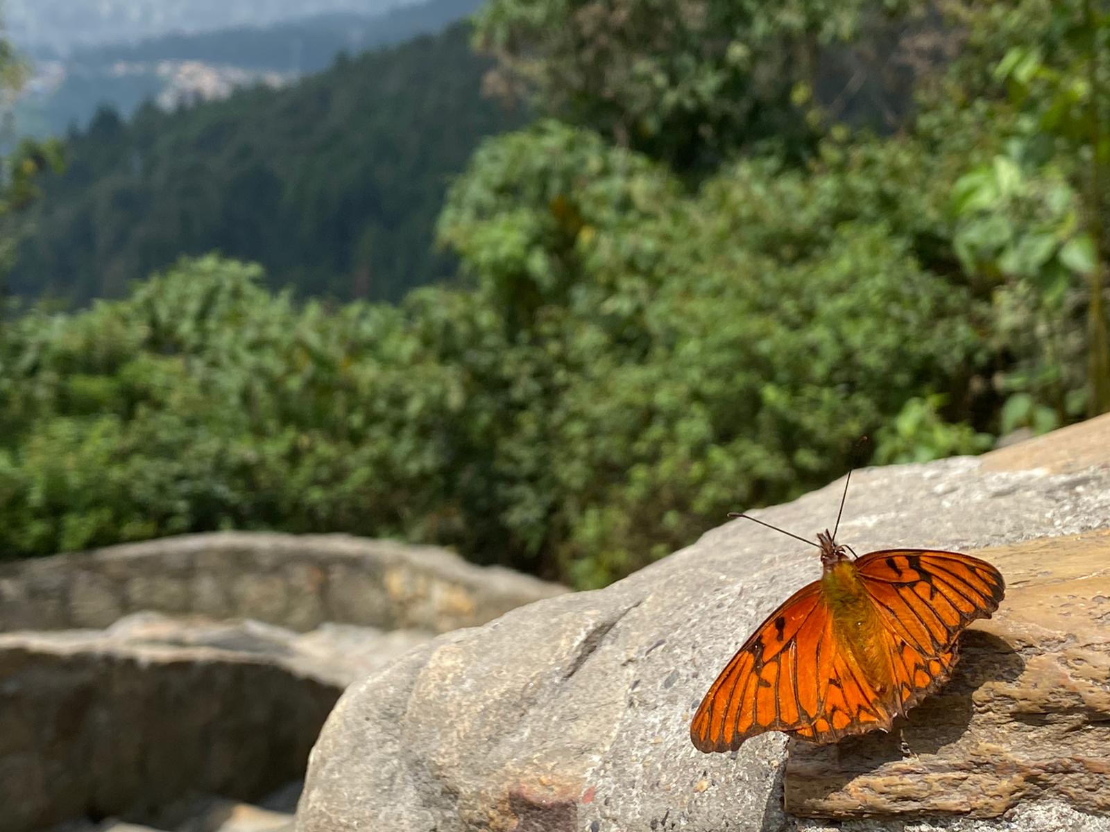 22 No moriré Viviré